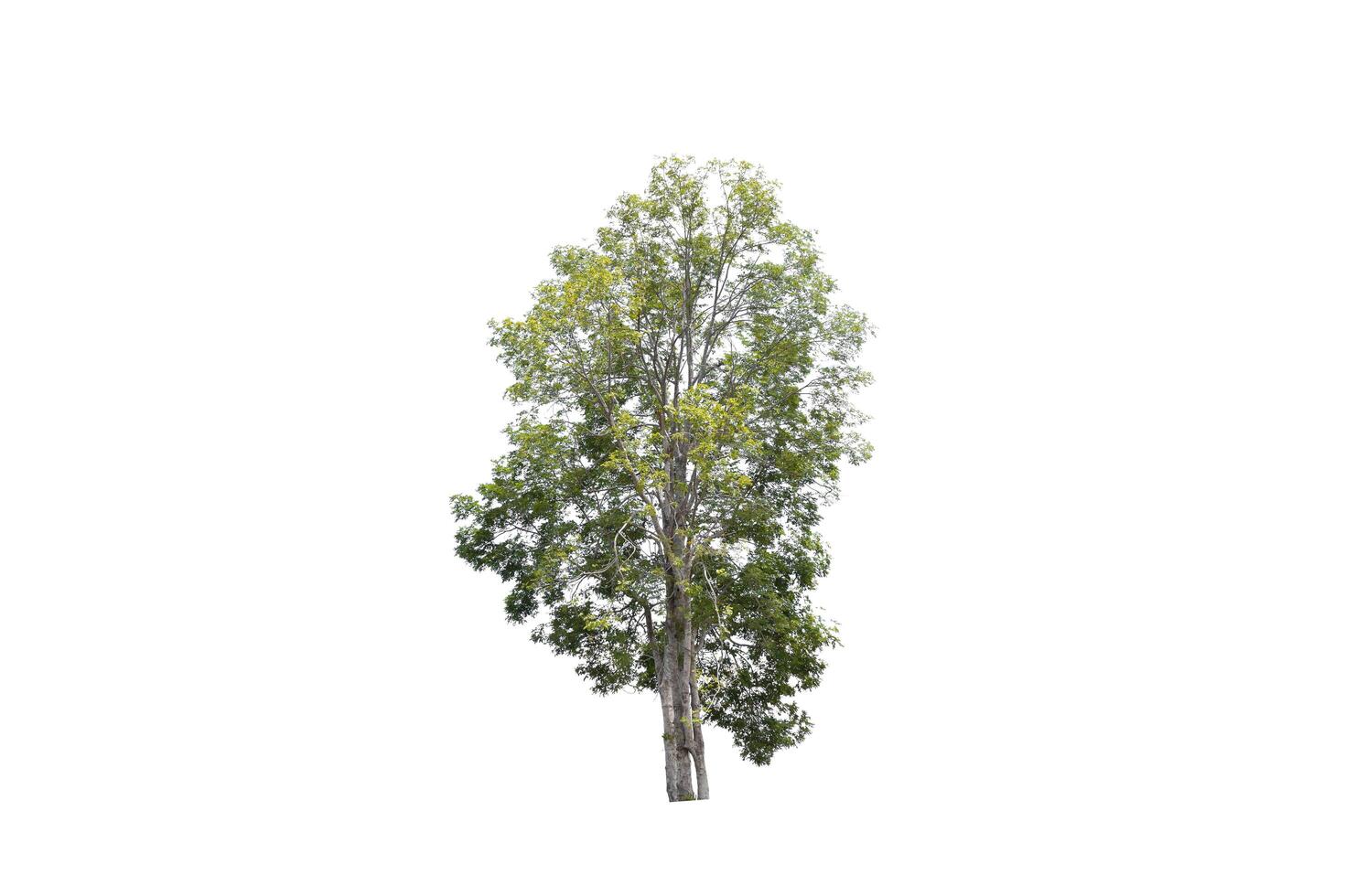 Tree on isolated white background, tropical tree isolated used for design, advertising and architecture photo