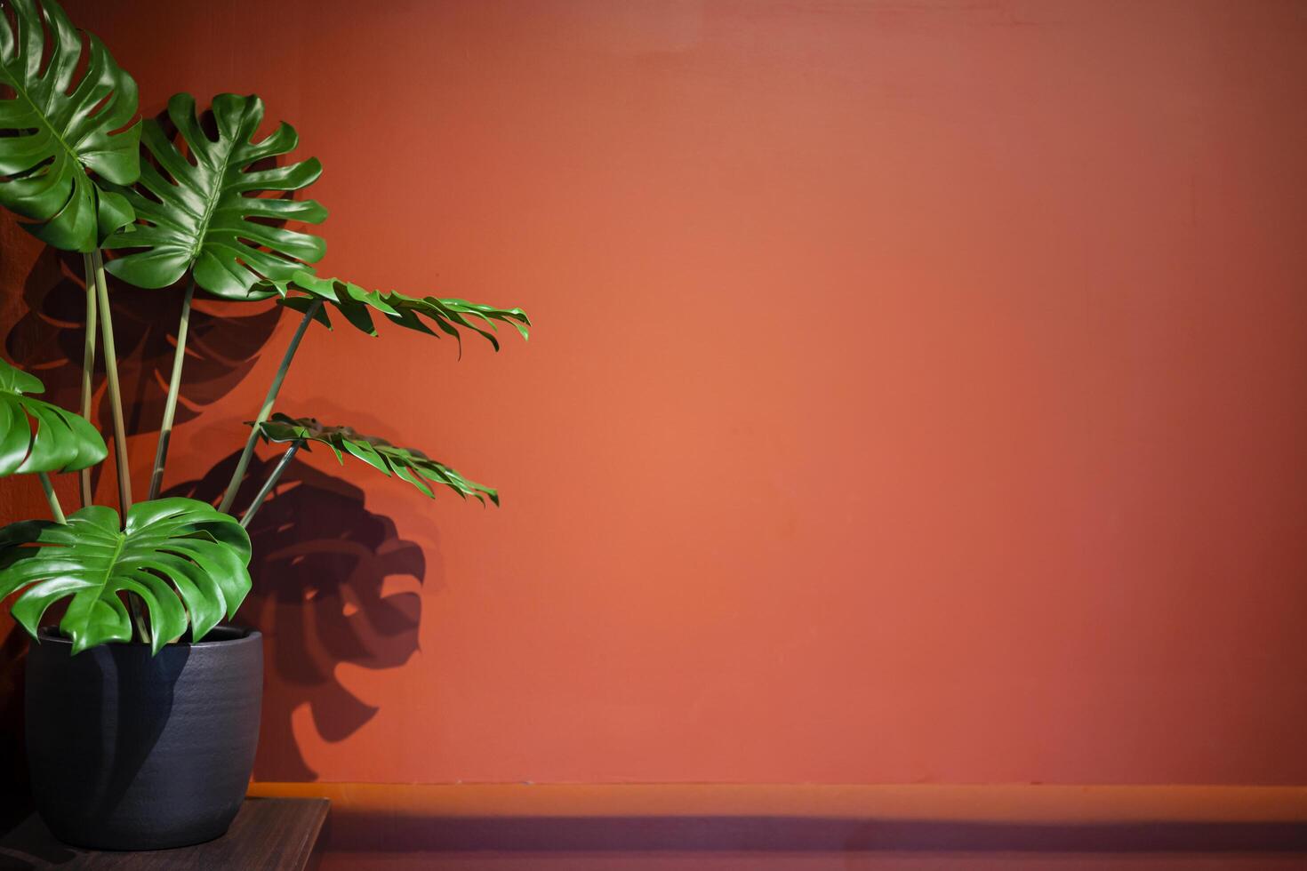 Small green tree in a pot and shadow in red background. photo