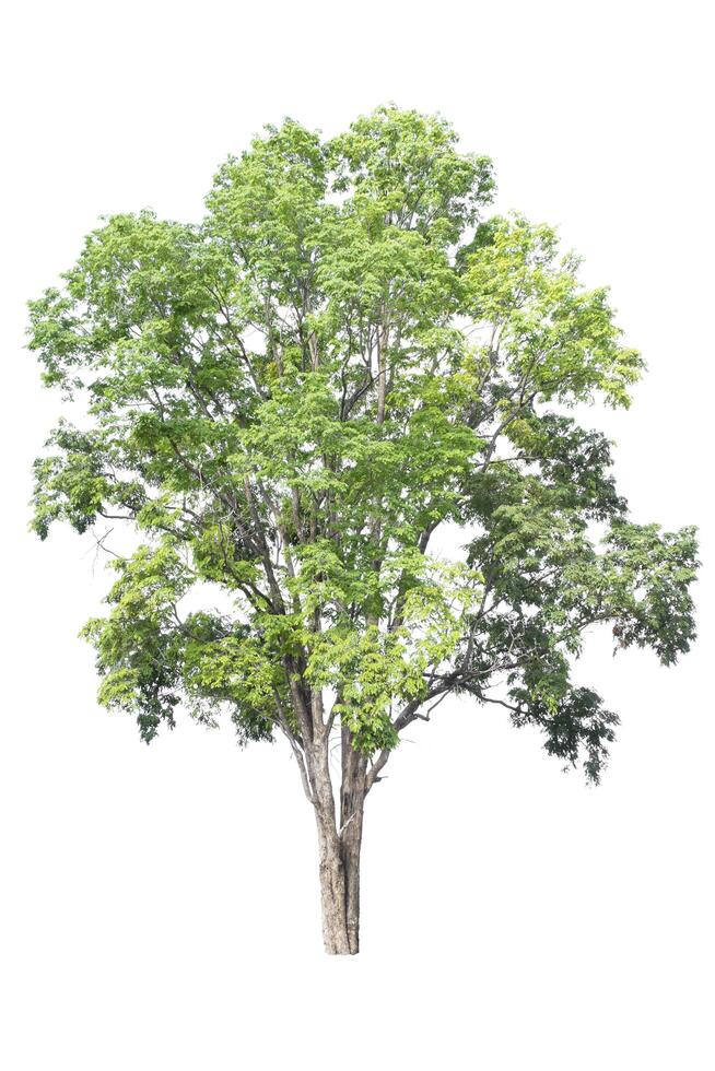 Trees on isolated white background, tropical trees isolated used for design, advertising and architecture photo