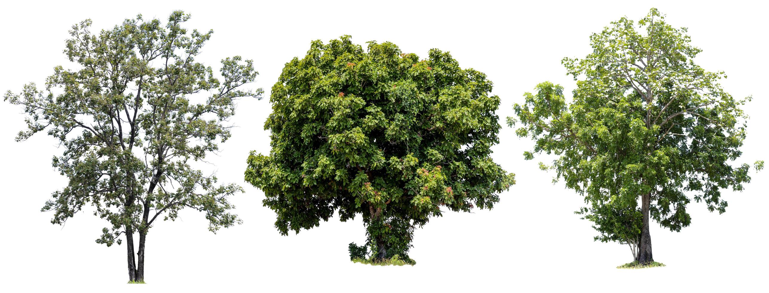Three trees are the most important thing in the world, Isolated on White Background photo