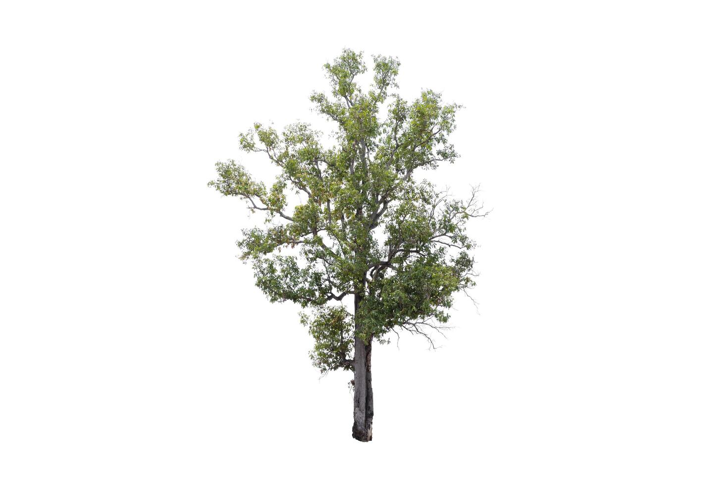 The tree is the most important thing in the world, Oxygen Production, Temperature control, Balance with nature, Beautiful, Cut-tack, Isolated on White Background photo