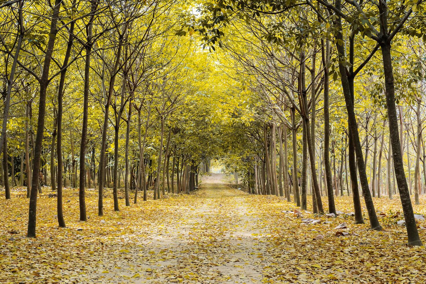 Walkway Lane Path With Green Trees in Forest photo