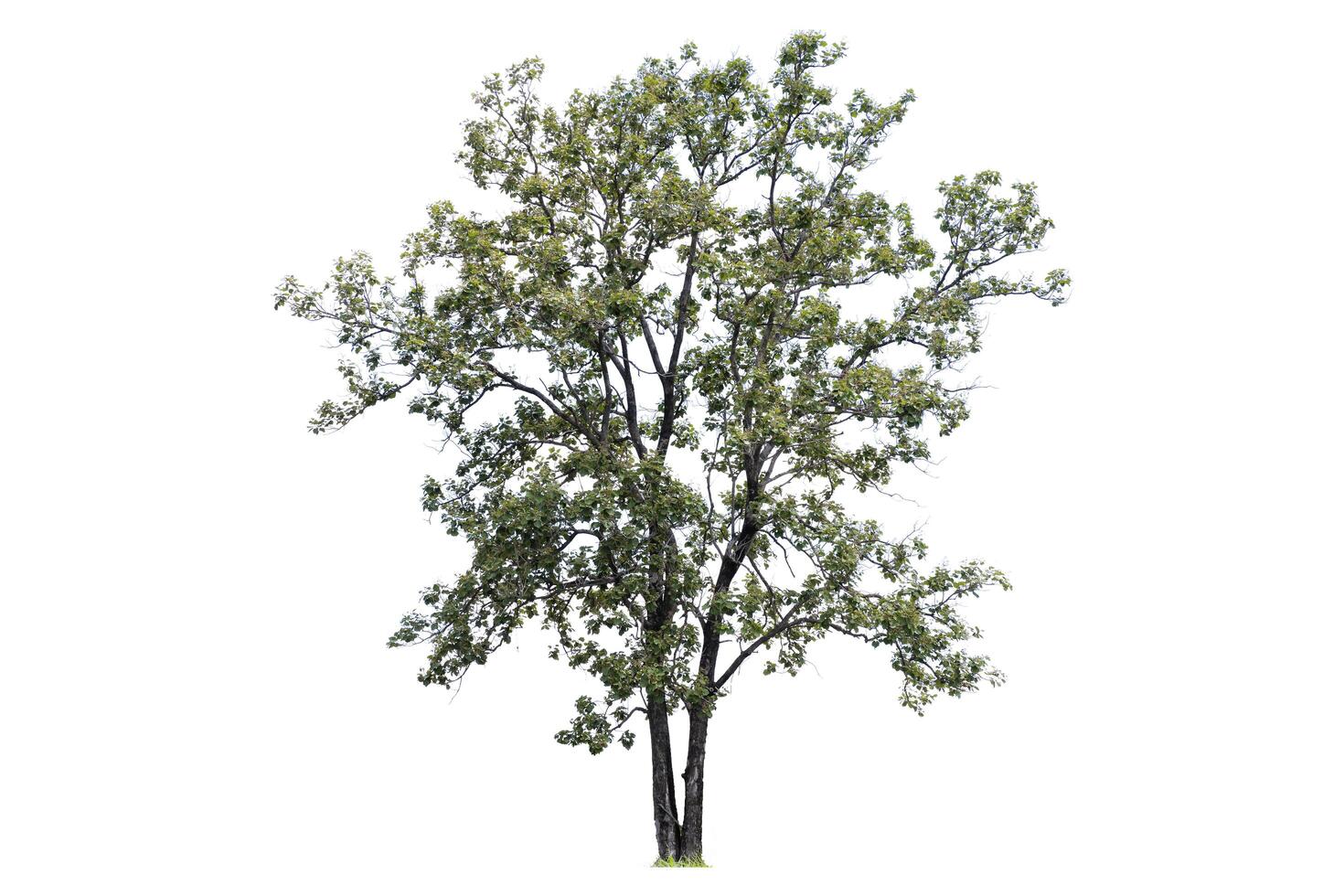 The tree is the most important thing in the world, Oxygen Production, Temperature control, Balance with nature, Beautiful, Cut-tack, Isolated on White Background photo