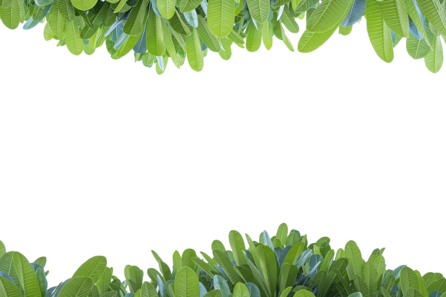Plumeria leaves on top and bottom are empty spaces in the middle., White isolated background. Blank space photo