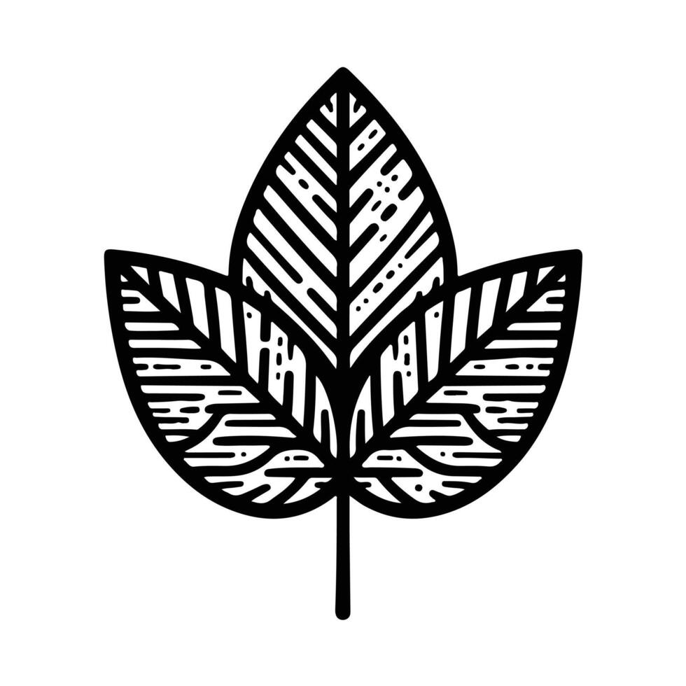 line art illustration of autumn leaf, oak leaf, maple leaf vector
