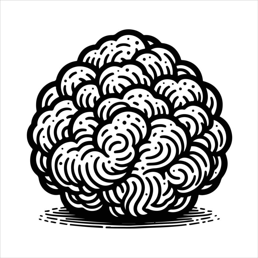 hand-drawn line illustration of truffle mushroom vector
