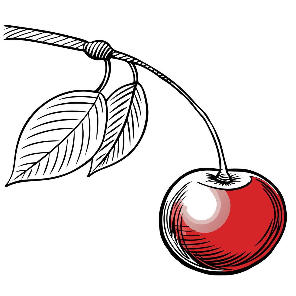 cherry on a branch vector
