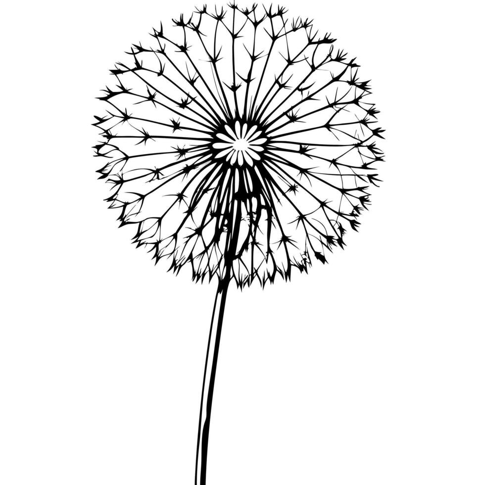 a black and white drawing of a dandelion vector
