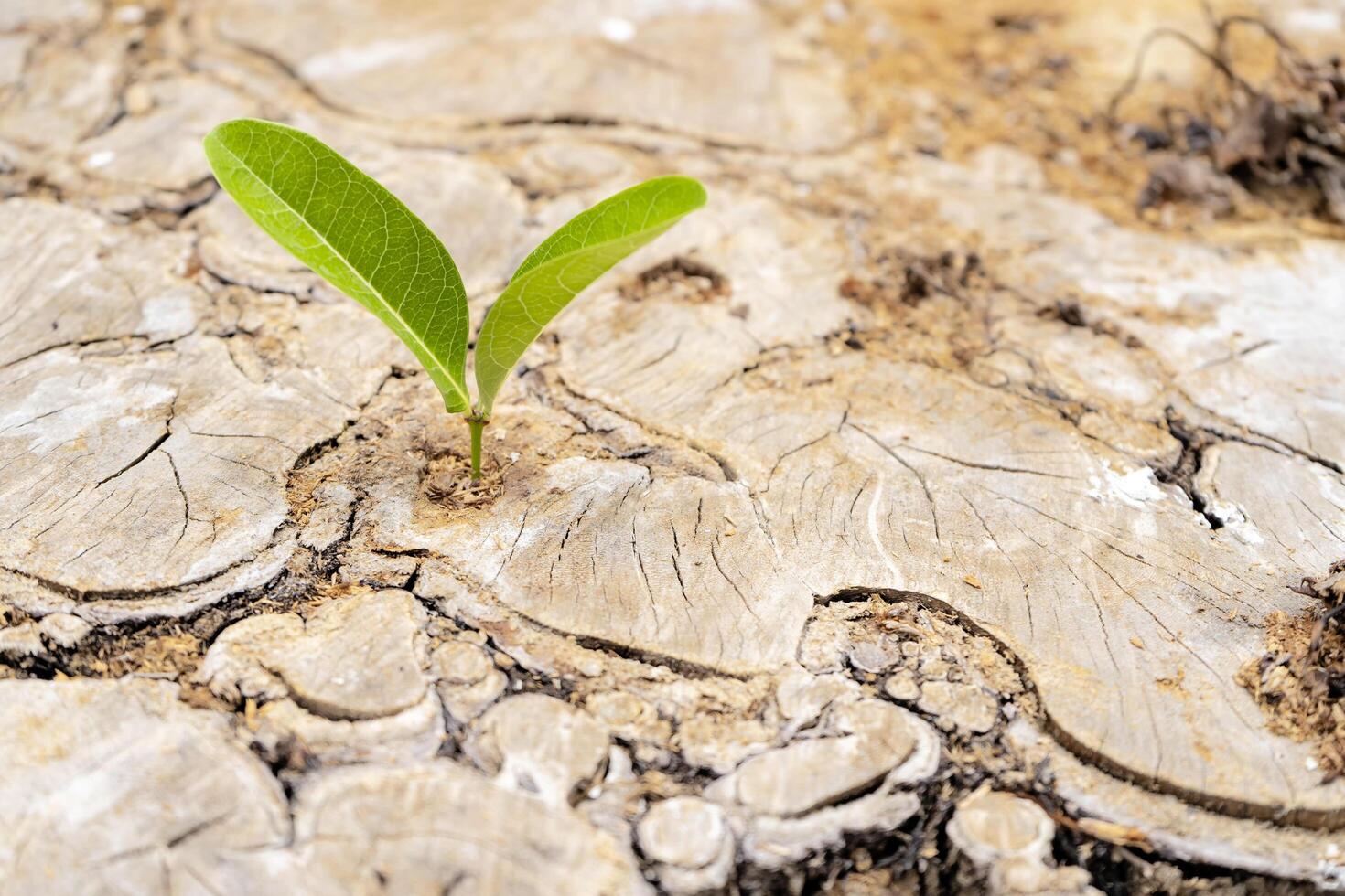 The leaves are growing from the stump, Is starting to grow up. photo
