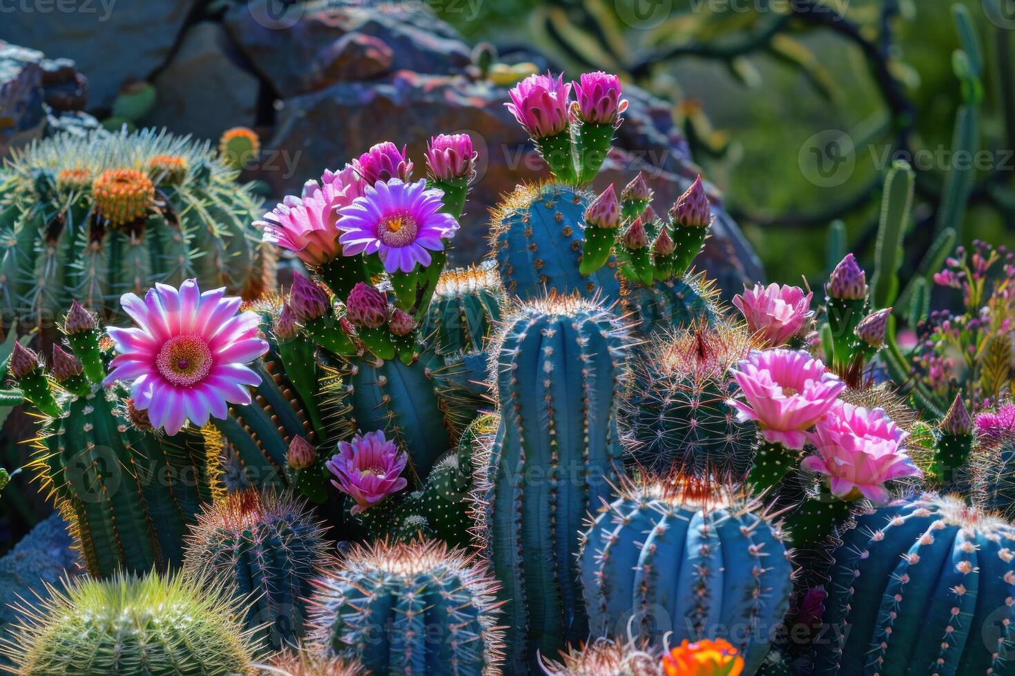 Cactus flowers blooming in botanical garden desert conservatory photo