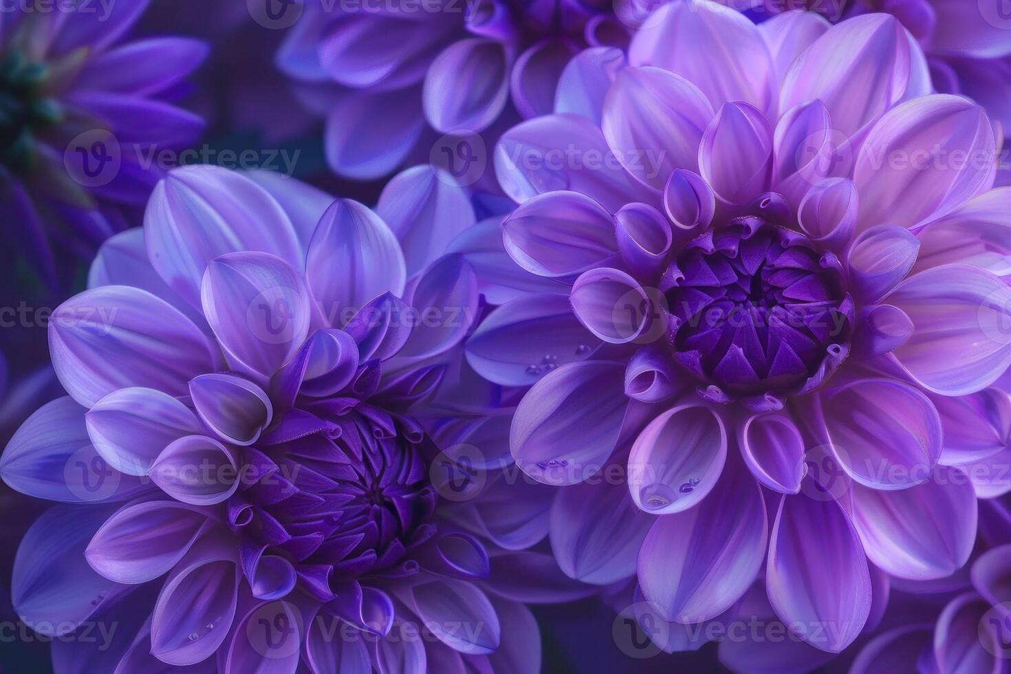 A macro shot of beautiful purple dahlia flowers with soft focus background photo
