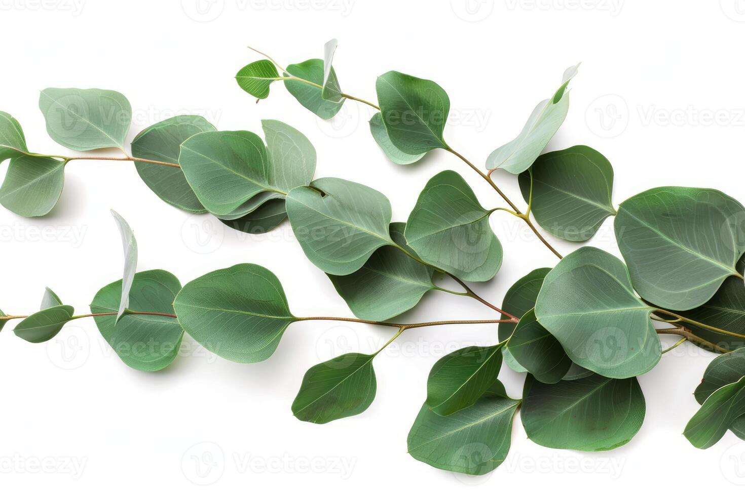 Fresh eucalyptus branches isolated on white background photo