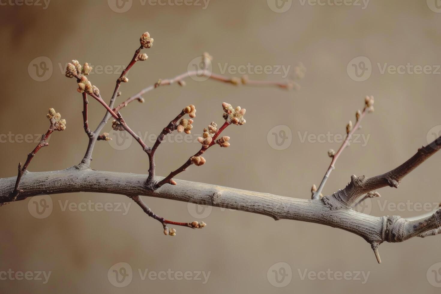 Bare tree branch with buds in springtime photo