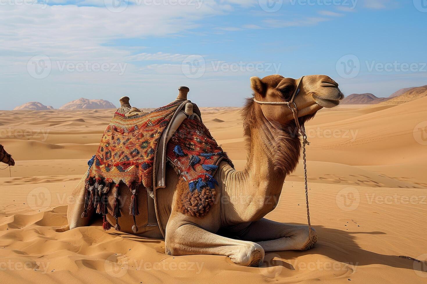 Serene camel resting on desert sands photo
