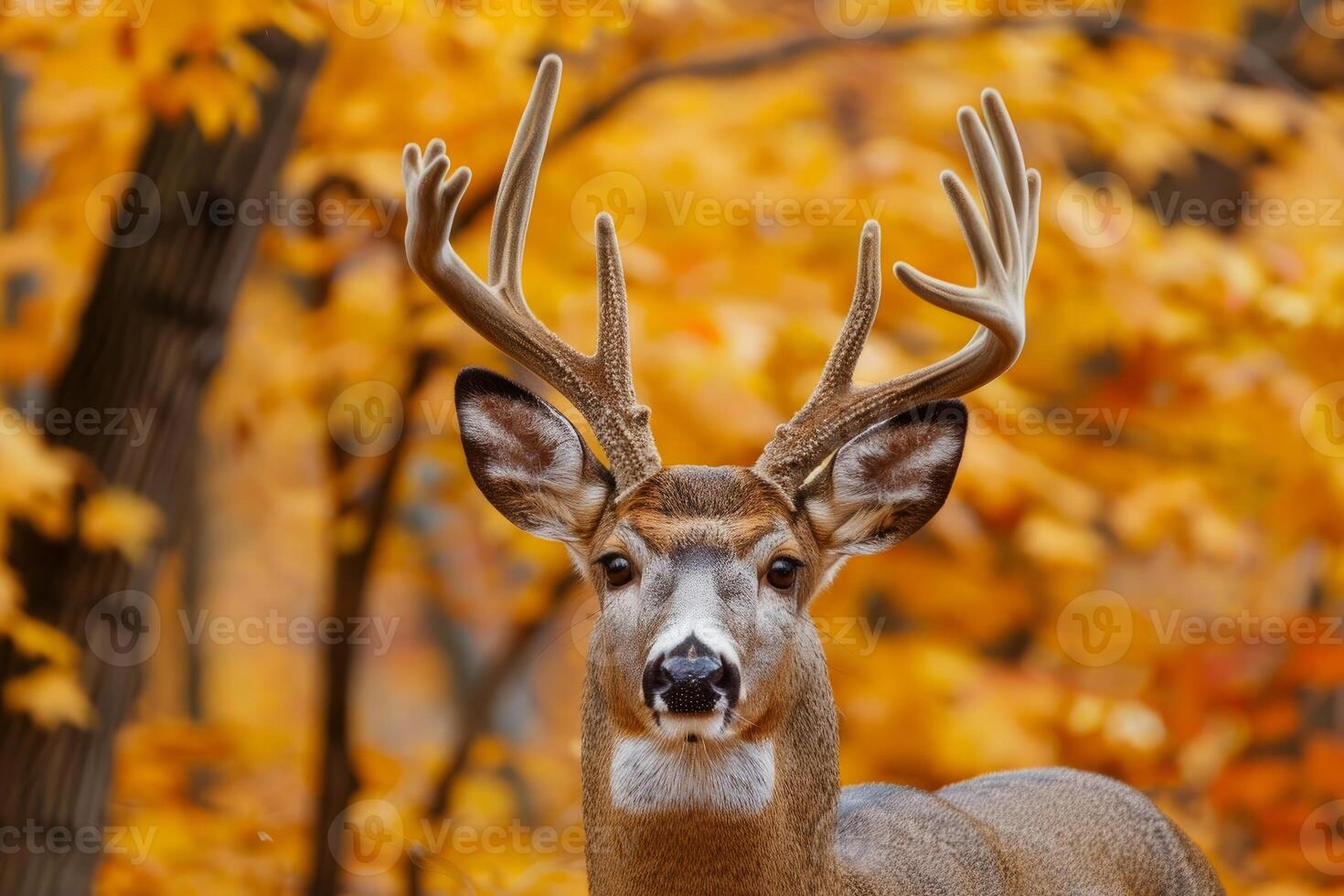 Majestic whitetail deer in autumn foliage photo
