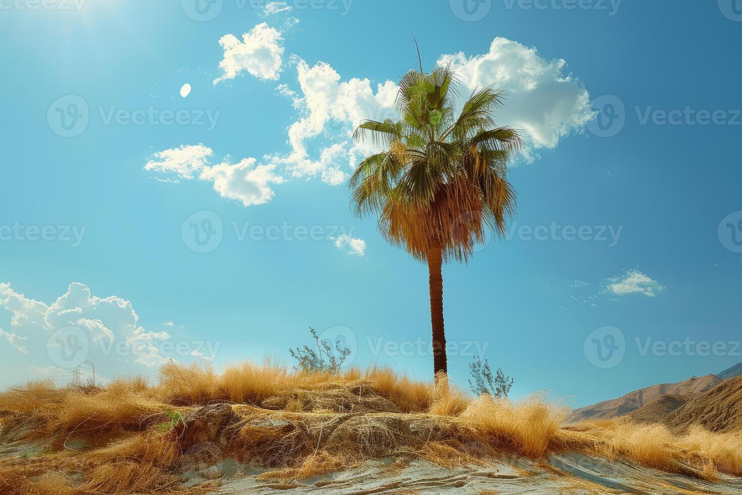 Desert oasis palm tree under blue sky photo