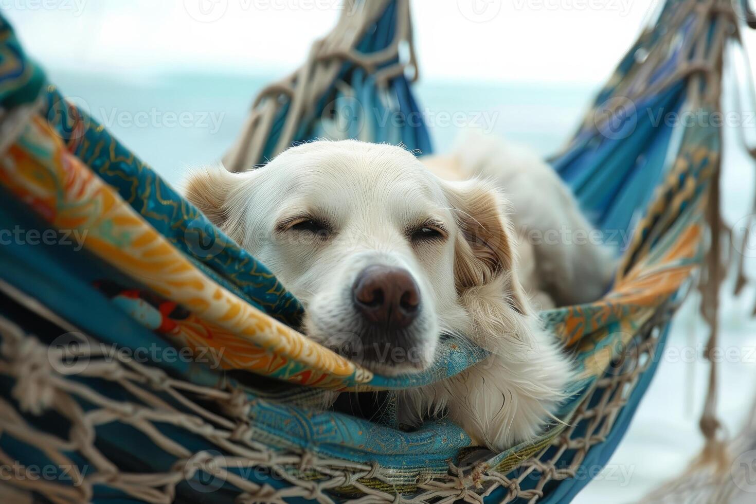 Serene dog relaxing in a colorful hammock photo