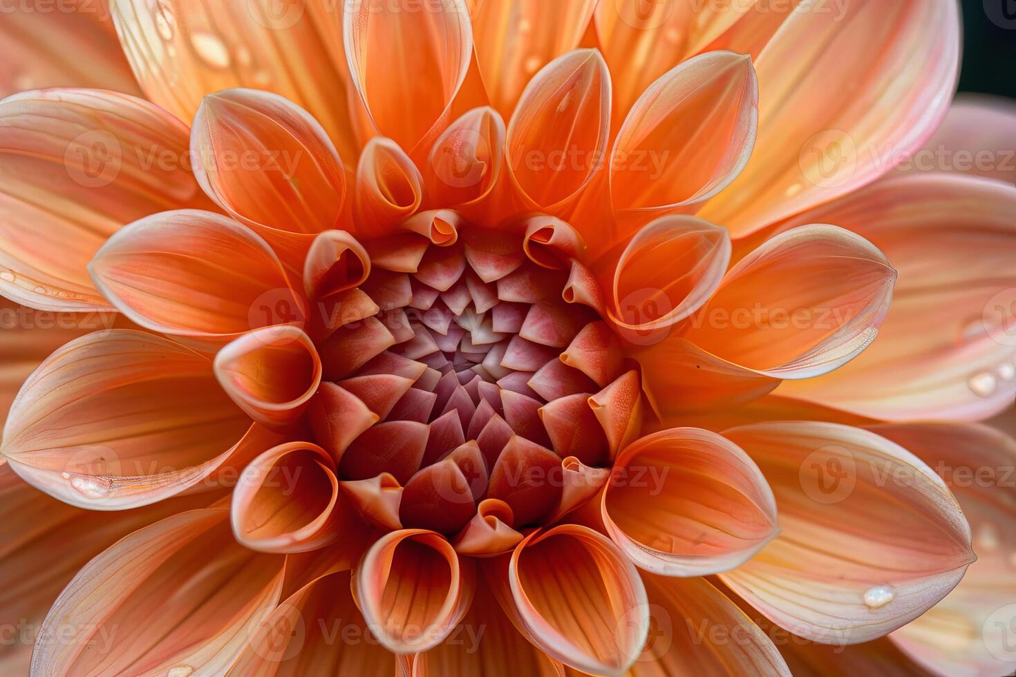 Closeup of vibrant orange dahlia flower bloom photo