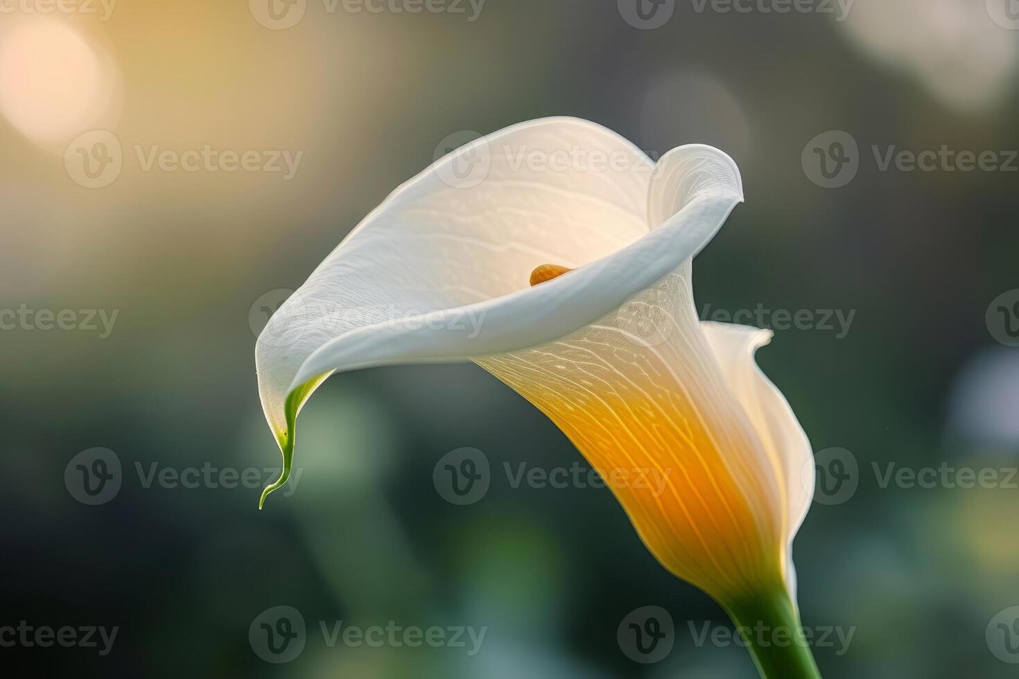 Serene calla lily in glowing sunset light photo