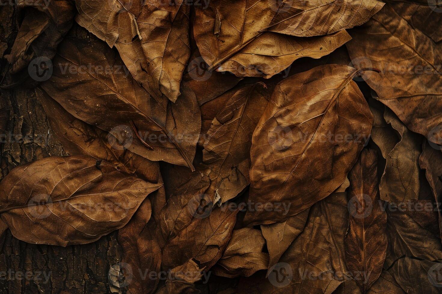 Overhead view of dry fallen leaves, showcasing the textures of autumn photo