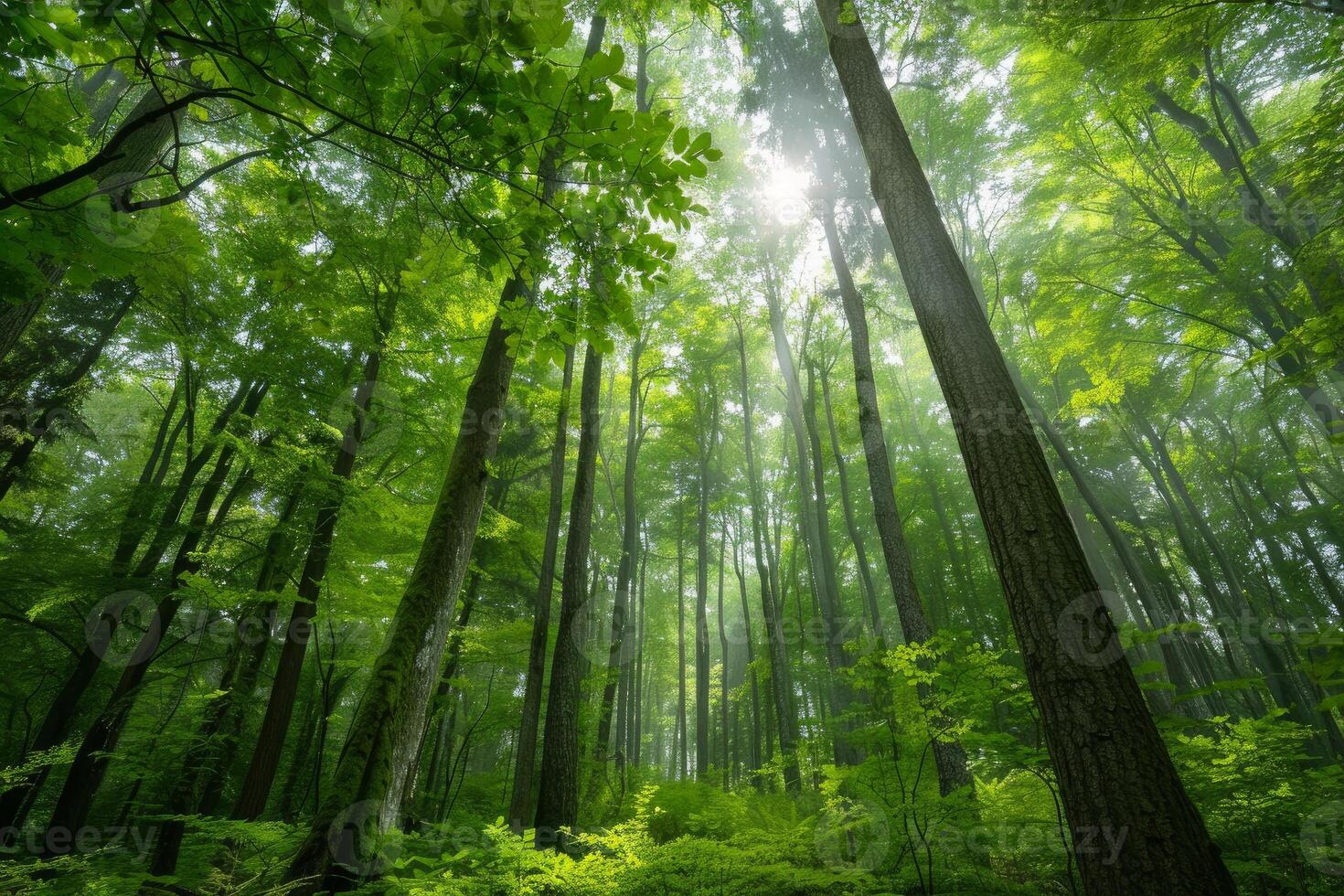 Majestic sunbeams in lush forest photo