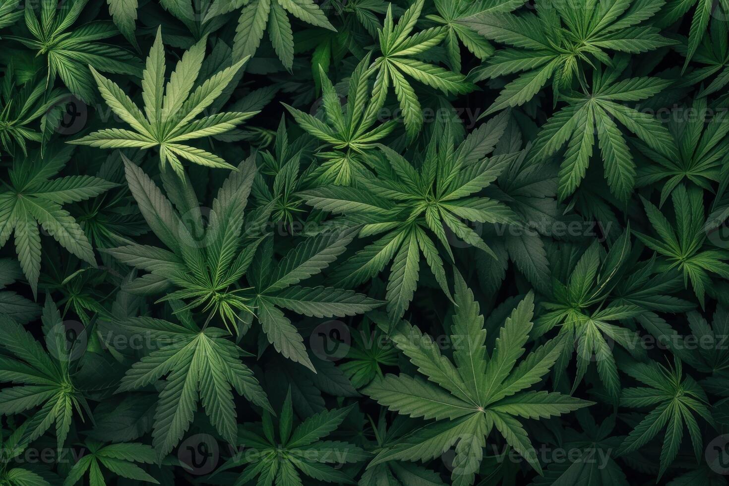 Top view of dense marijuana leaves creating a natural green pattern photo