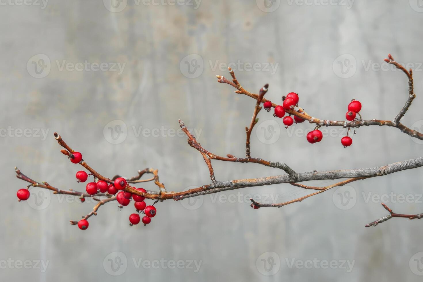 Red berries on bare branches photo