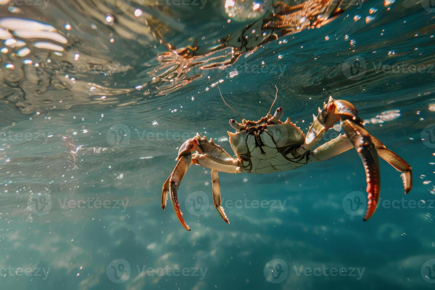 Underwater crab swimming near the ocean surface photo