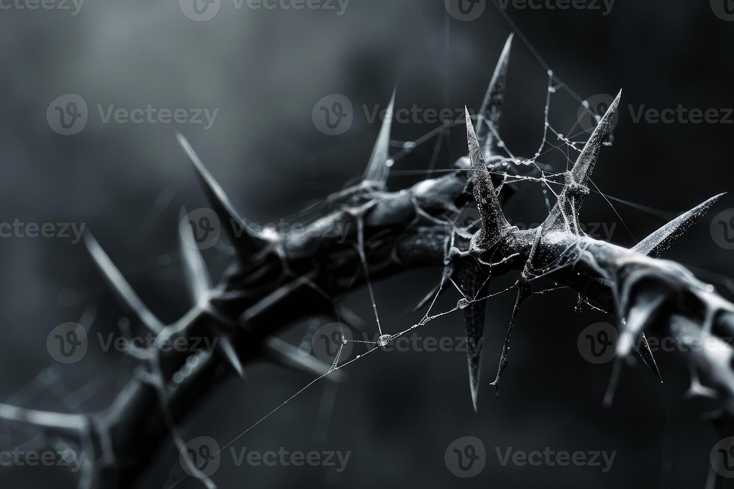 Thorny branch with cobweb in monochrome photo