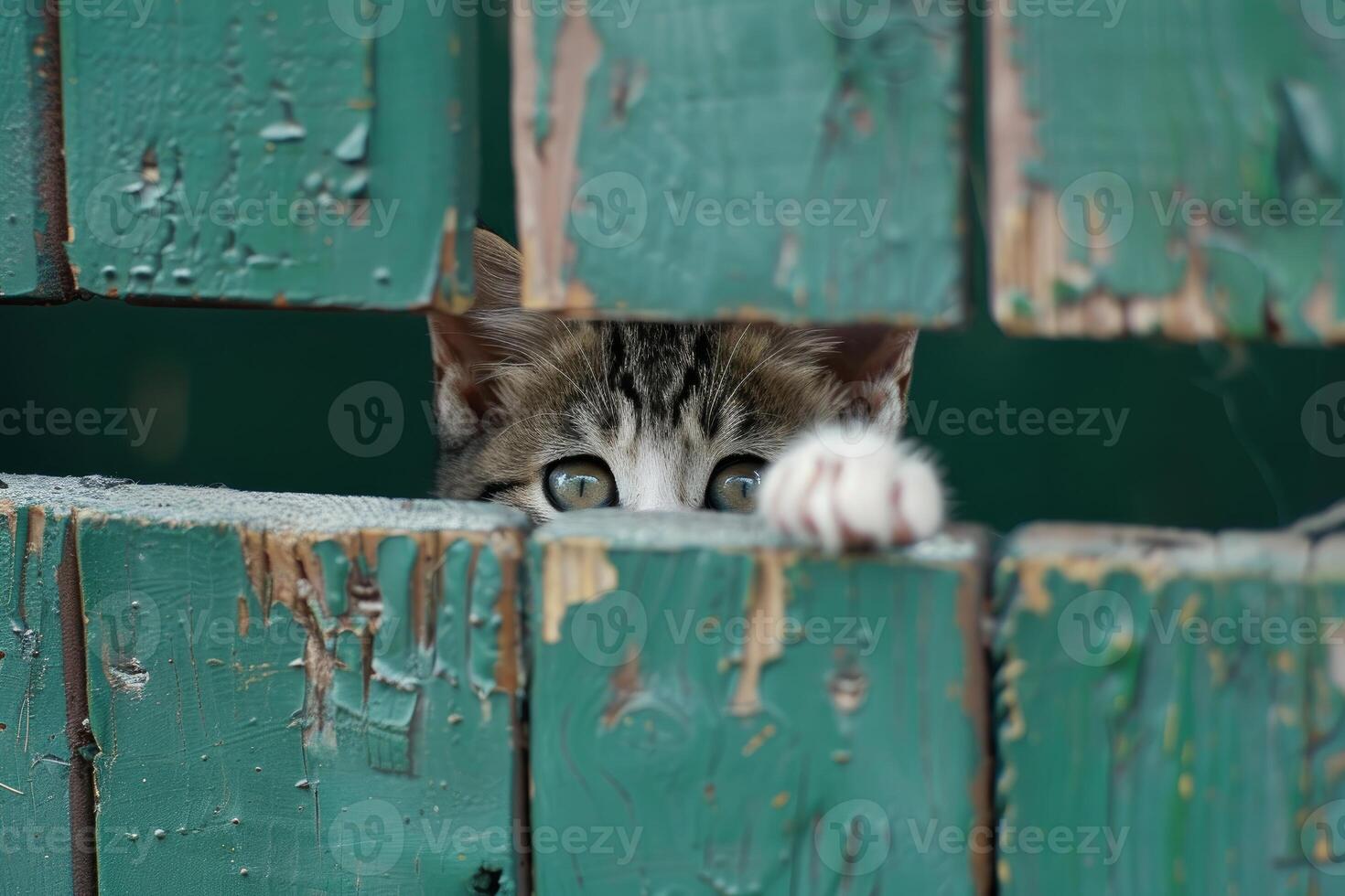 Curious cat peeking through wooden fence photo