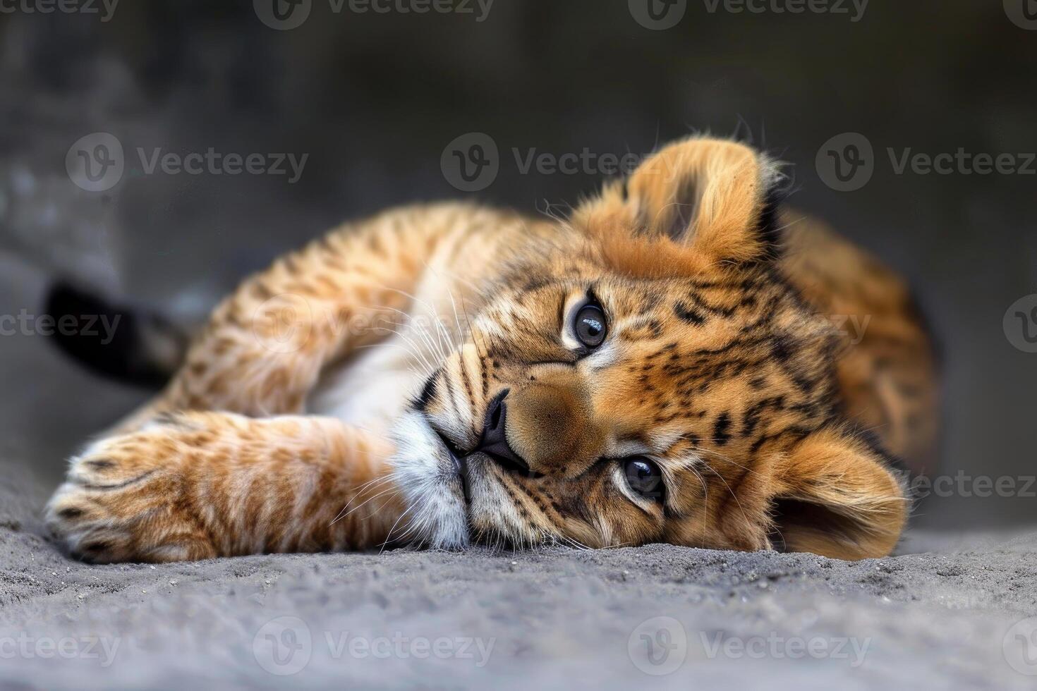 Closeup of a young tiger cub resting with its head on its paws photo