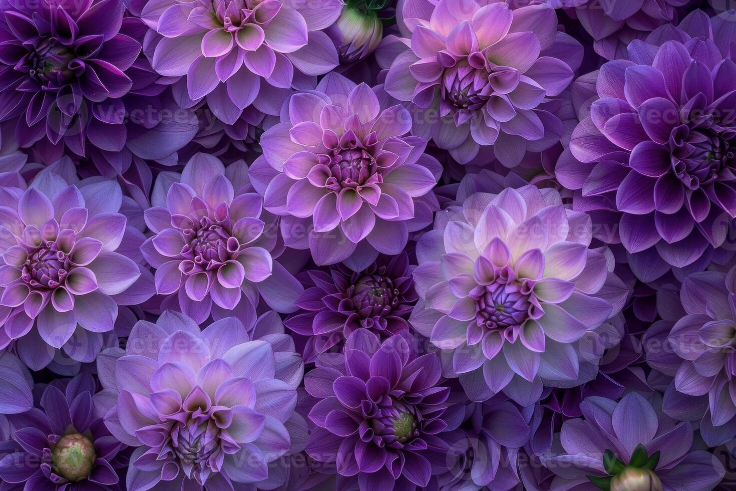 Vibrant purple dahlia flowers grouped together, creating a floral backdrop photo