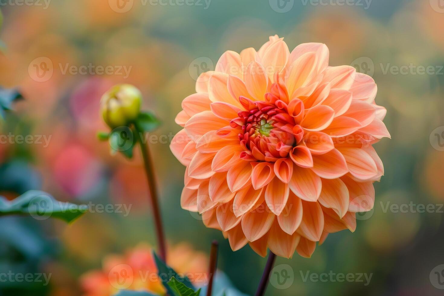 Vibrant orange dahlia bloom in soft focus background photo