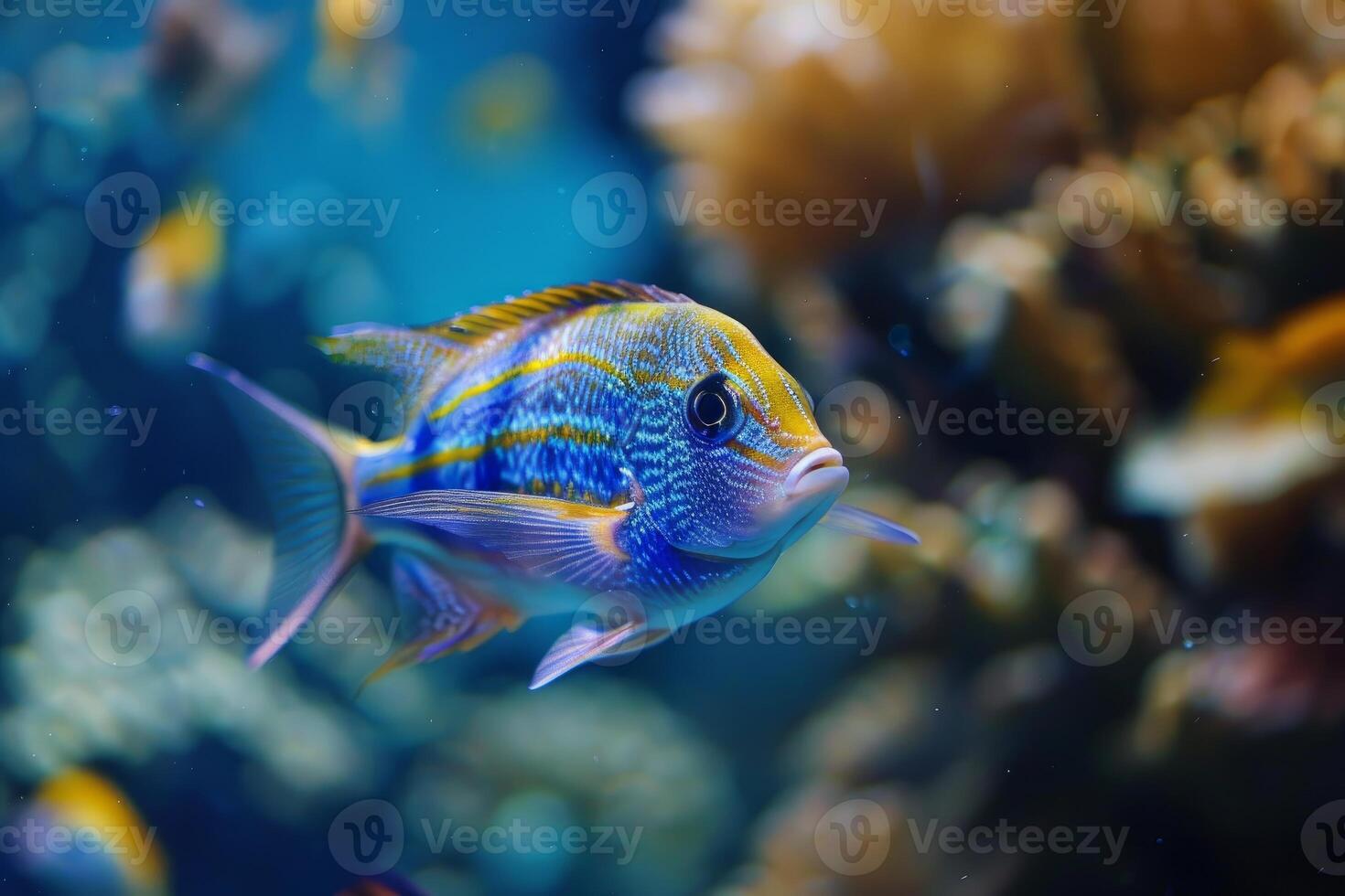 Vivid tropical fish swimming in coral reef photo