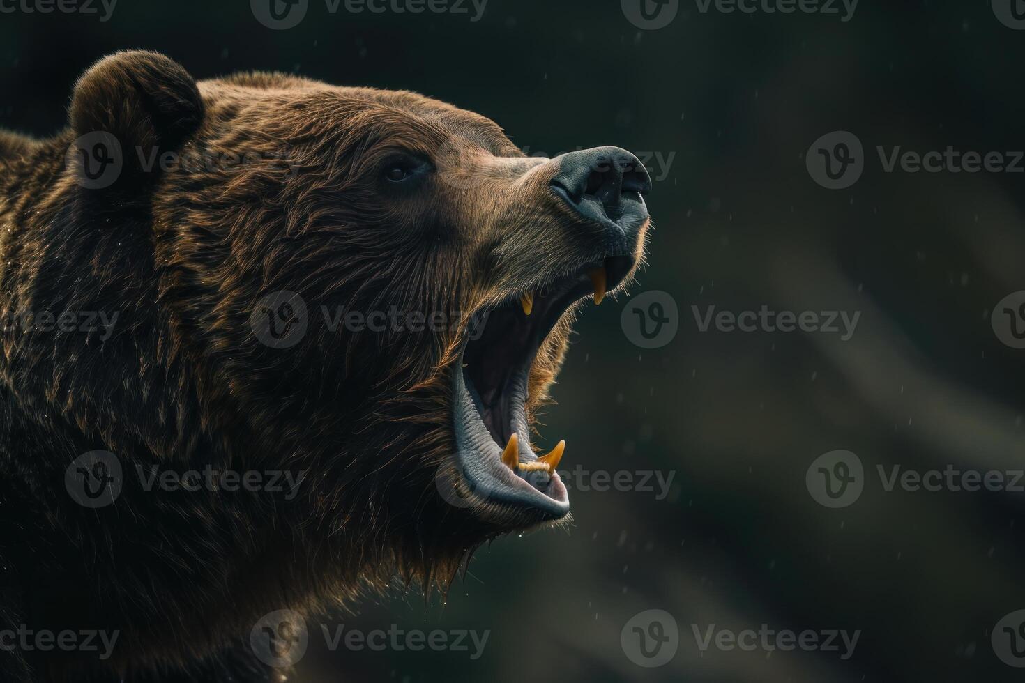 Large brown bear showing teeth roaring in the rain photo