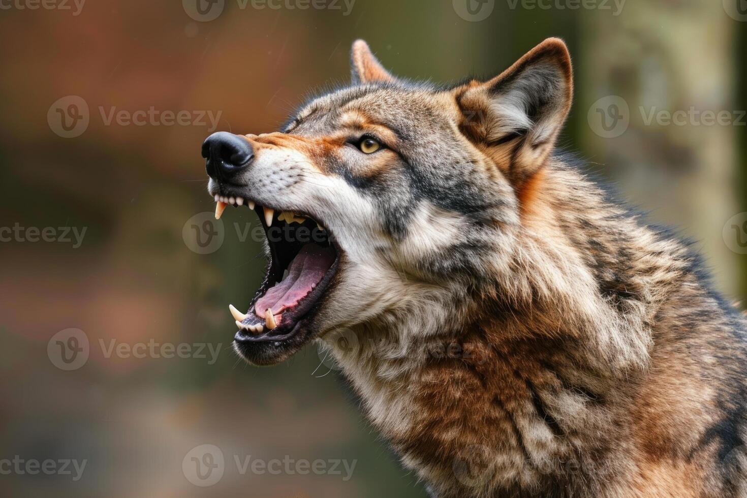 Eurasian wolf showing teeth while howling in forest photo