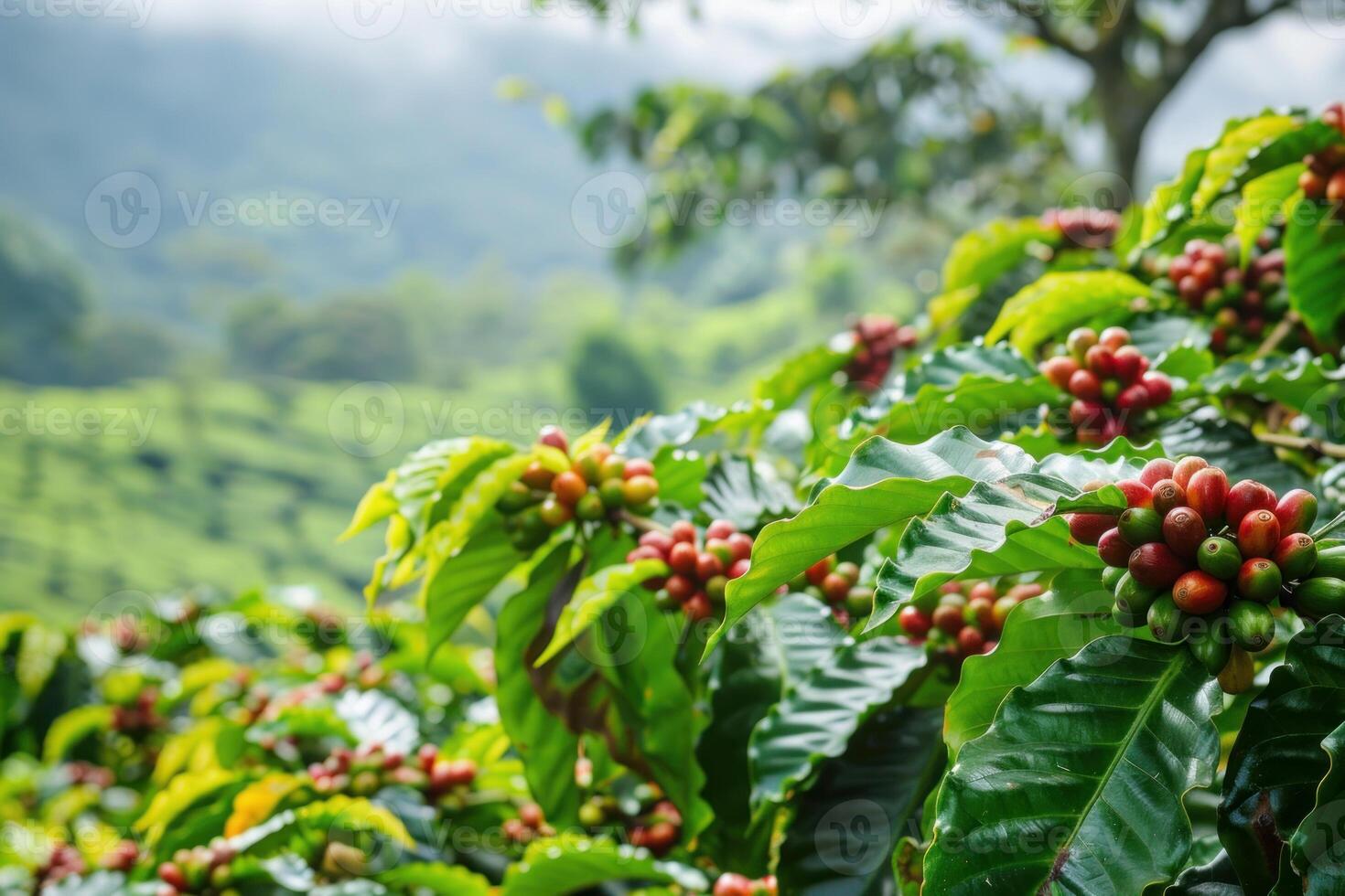 Coffee plantation showing bean growing on branch in farm setting photo