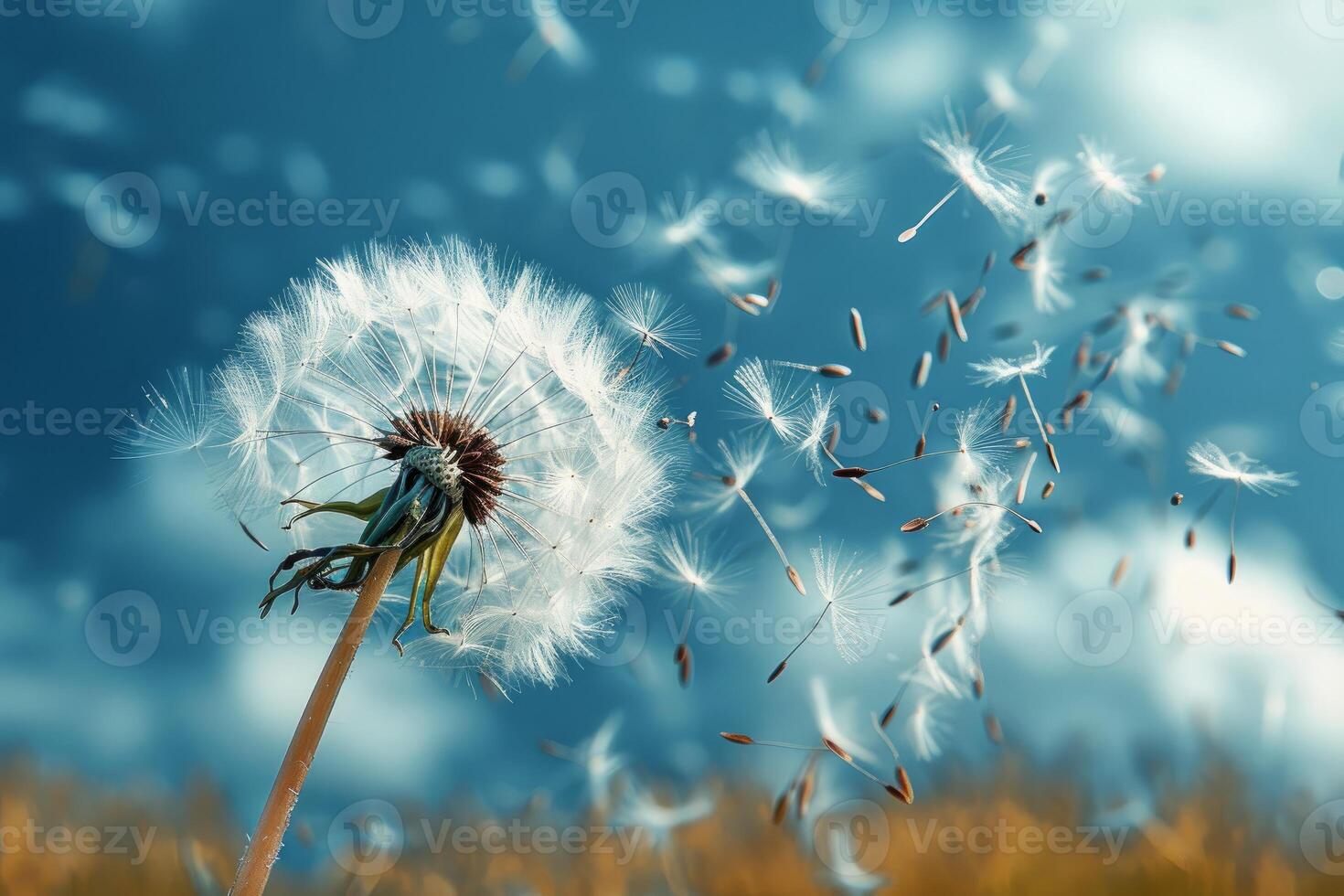 Dandelion blowing seeds in the wind on a bright summer day photo
