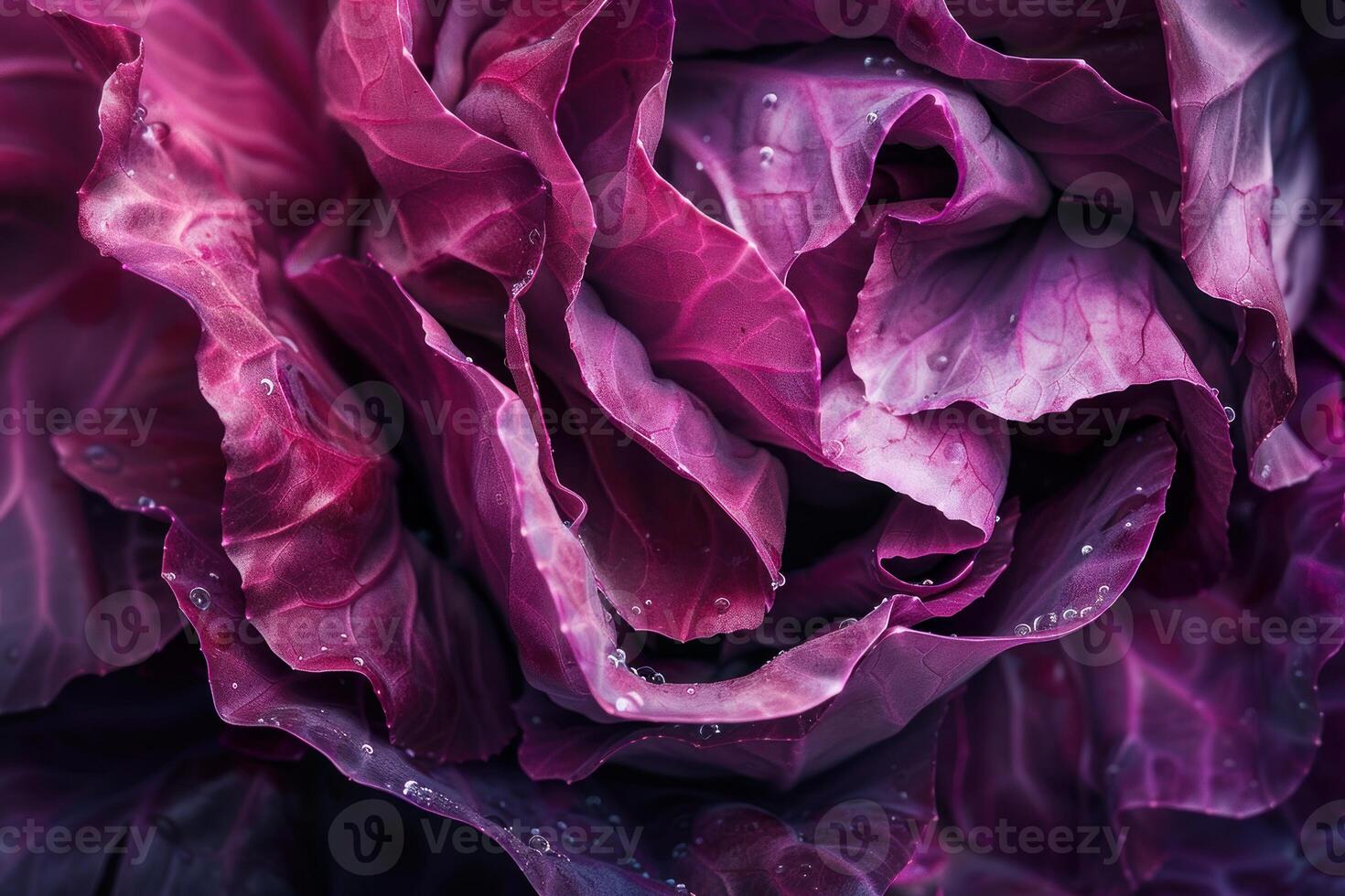 Close up of fresh red cabbage showing texture and detail photo