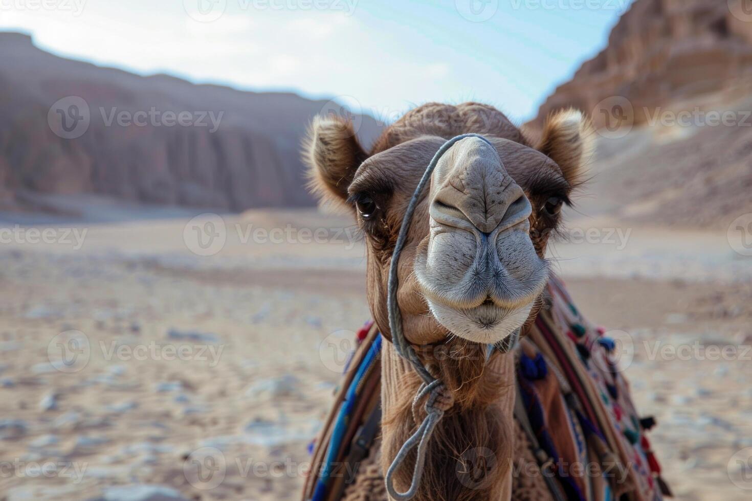 Camel posing in the desert with mountains in the background photo