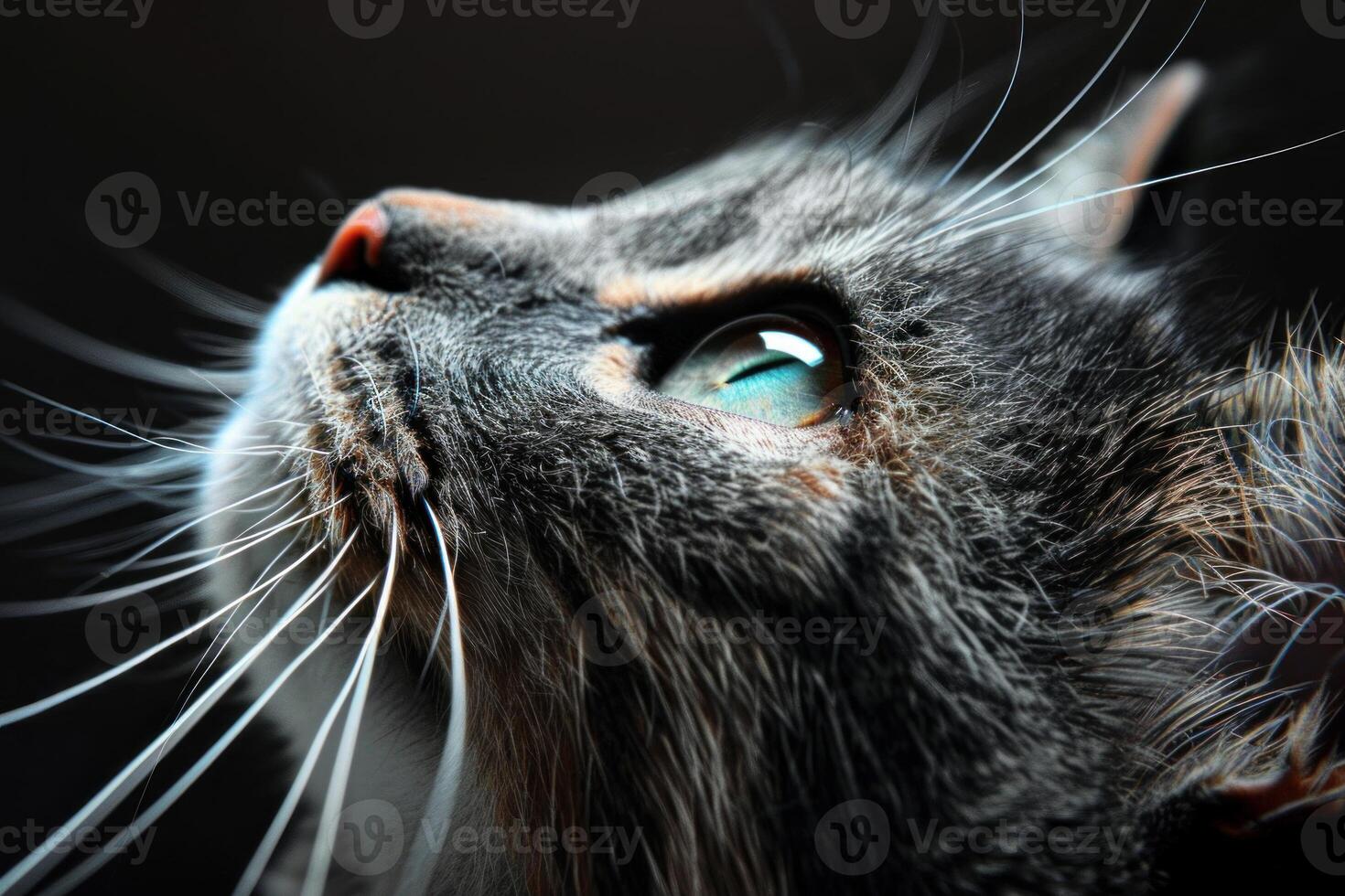 Curious cat looking up with bright green eyes and long whiskers photo