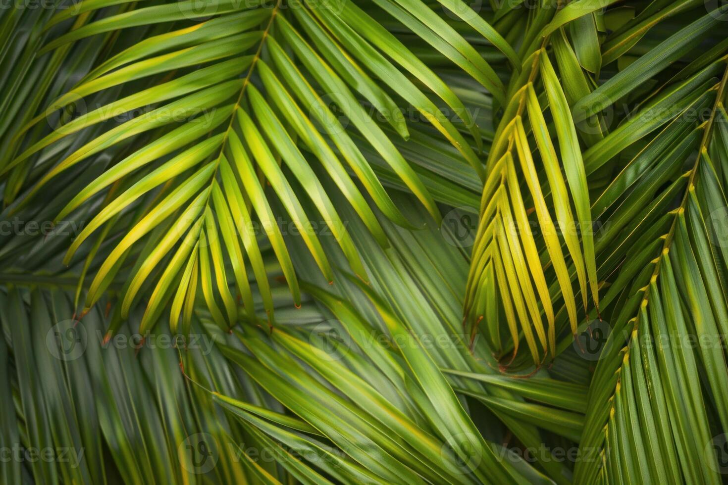 Lush green palm leaves creating relaxing tropical background photo