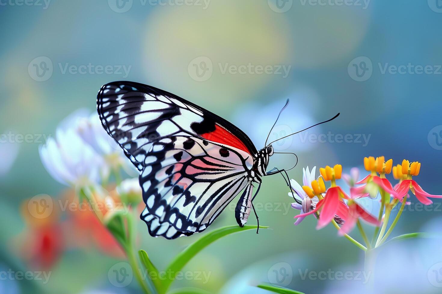 Beautiful red black and white butterfly is standing on a flower and feeding in a colorful garden photo