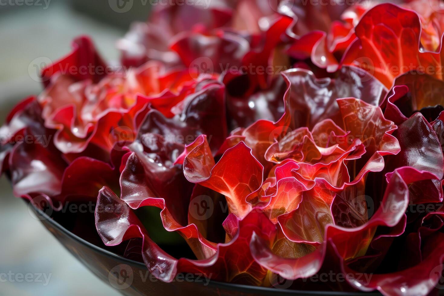Red oak leaf lettuce growing in rows forming a textured background photo