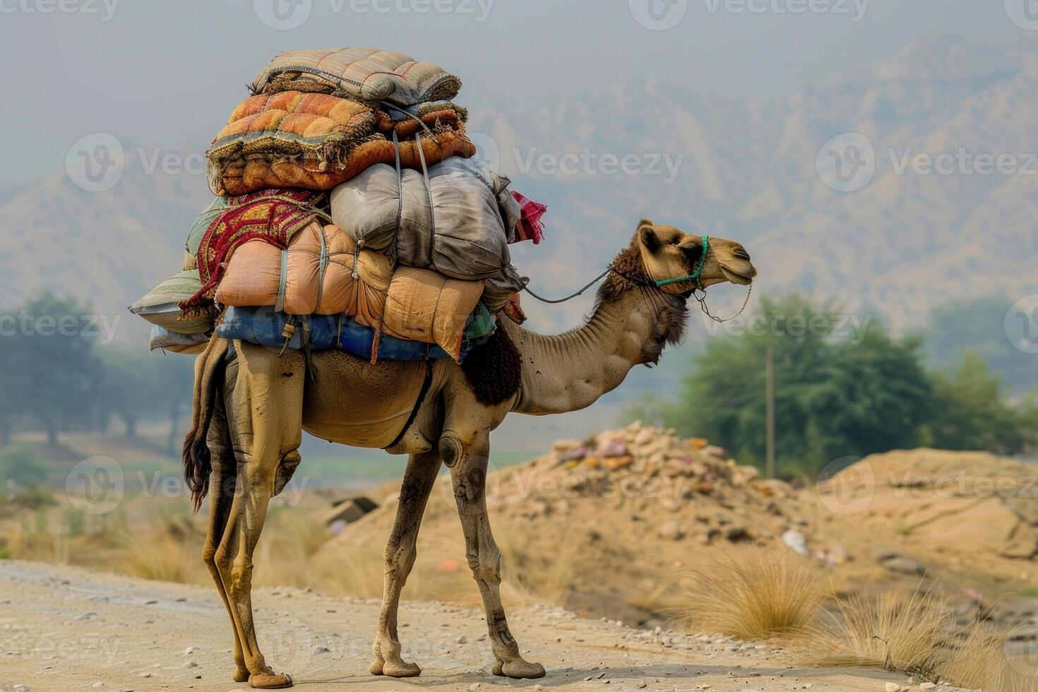 Dromedary camel carrying heavy load walking on dusty road photo
