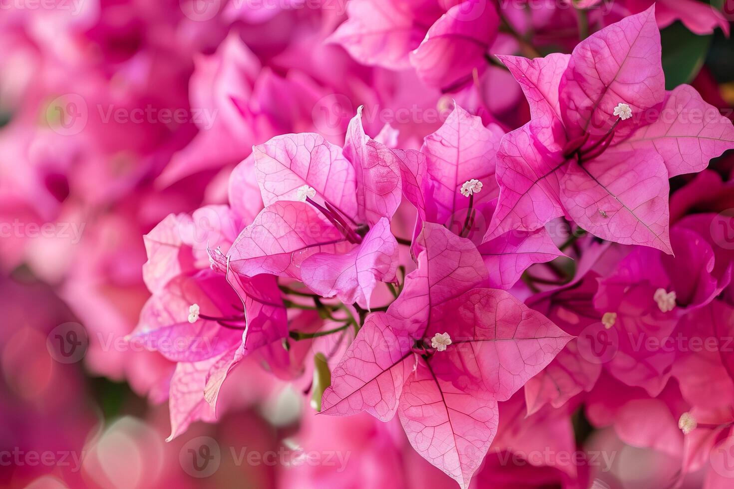 Close up of vibrant pink bougainvillea flowers blooming in a garden photo