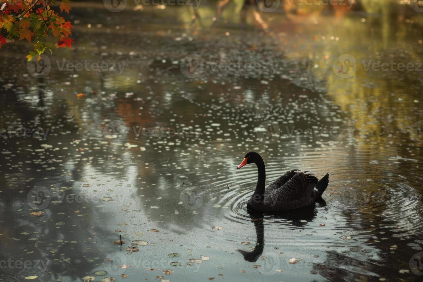 Black swan swimming on a lake in a park in autumn photo