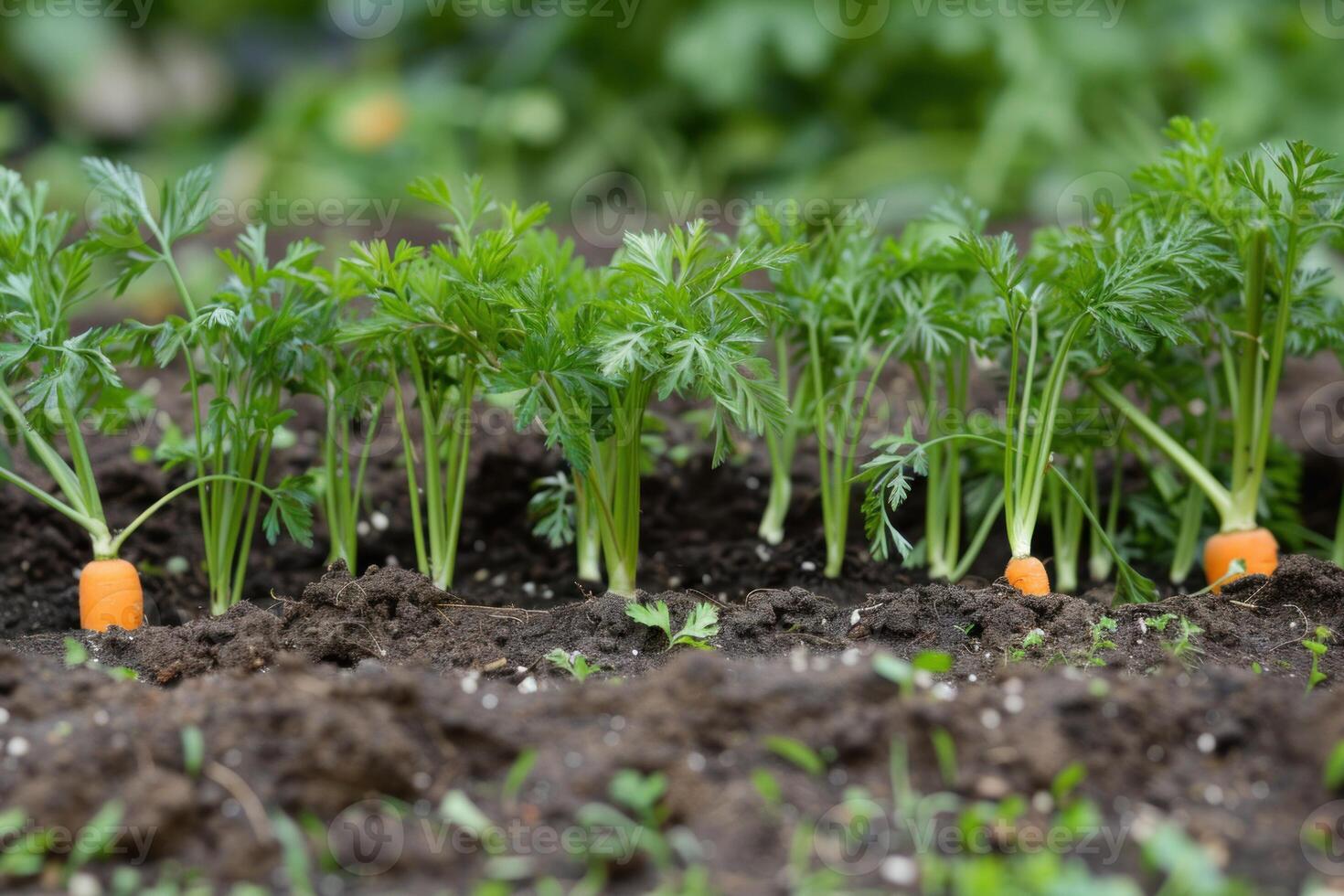 Row of young carrots growing in the garden soil photo