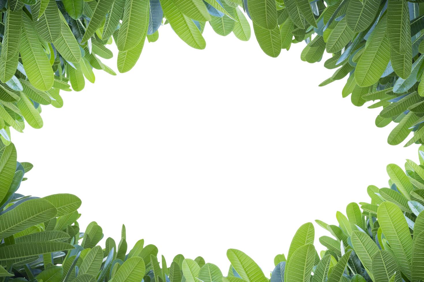 Plumeria leaves, framed White isolated background photo