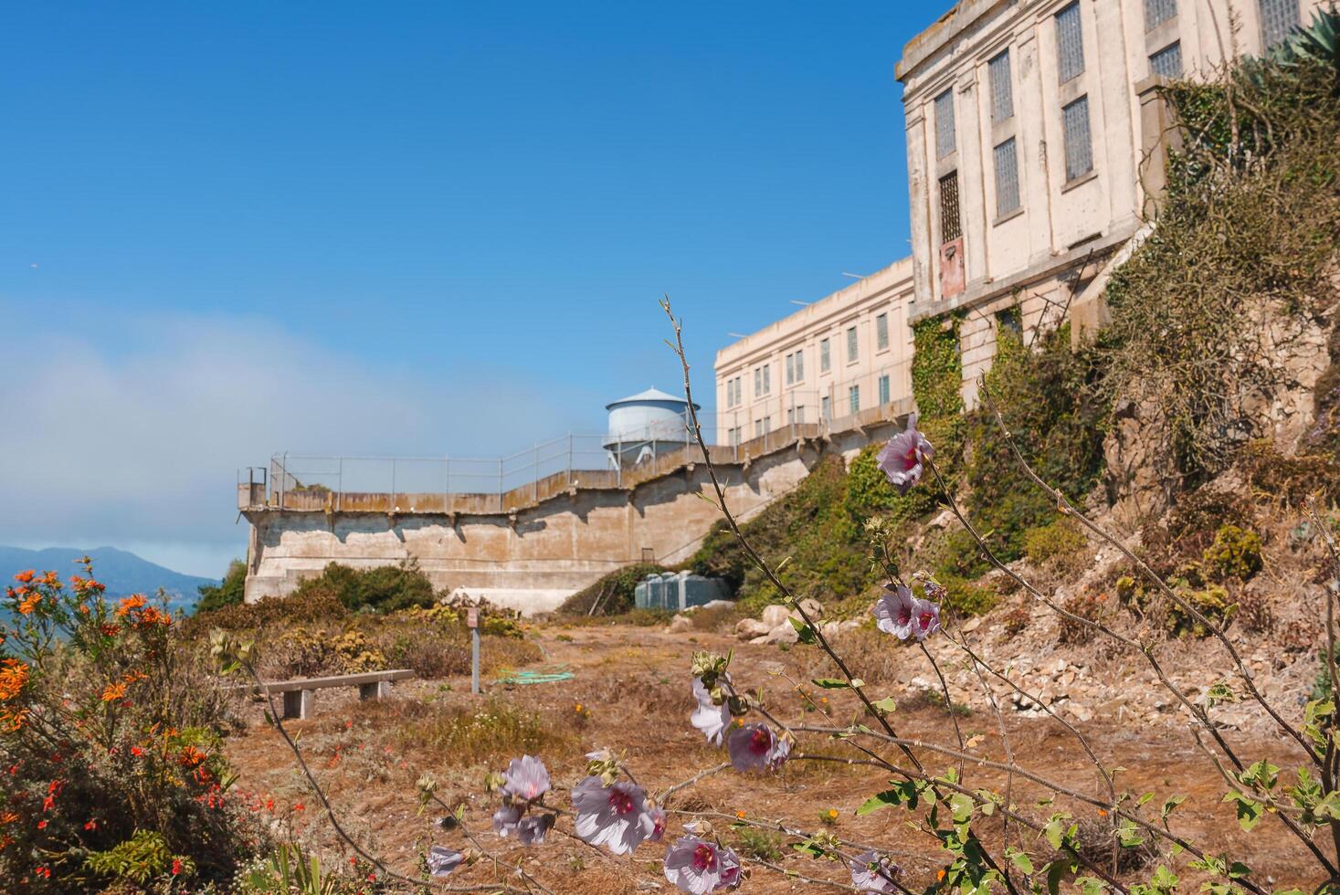 Explore Alcatraz Island in San Francisco Bay, USA with this image featuring purple flowers, a prison guard tower, weathered structures, and a rich history backdrop. photo